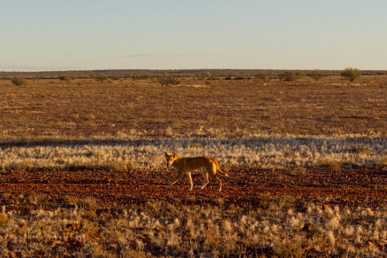 Sneaking up on a dingo 
